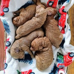 Goldendoodle puppies from Re Family Doodles