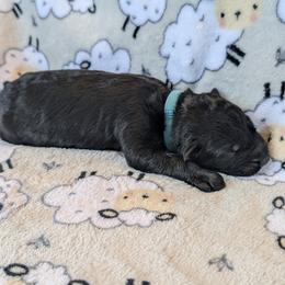 Boy 3 - male German Shepherd puppy in Waterloo, New York from Von Nikolaos German Shepherds