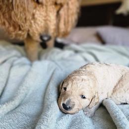 Tootsie - Apricot female Goldendoodle puppy in Harris County, Texas from Cute & Curly Doodles