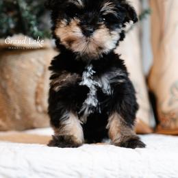 Prince Fiyero - Black and tan male Schnoodle puppy in Grove, Oklahoma from Grand Lake Poodles & Doodles