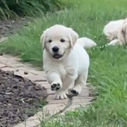 Golden Retriever Puppies from INGOLD Retrievers