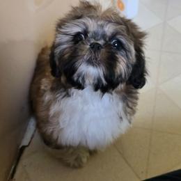 Girl 2 - Tricolor female Shih Tzu puppy in Stroudsburg, Pennsylvania from Puppyville Pa Shih Tzu & frenchies