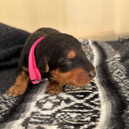 Miss Pink - Black and tan female Airedale Terrier puppy in Huntersville, North Carolina from Cool Hand Luke Kennels