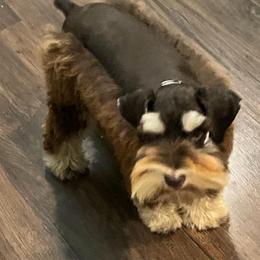 Bosco - Miniature Schnauzer