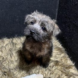 Cairn Terriers and Dachshunds from Dachshunds Up North
