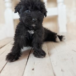 Eleanor - Goldendoodle puppy from Nolie Doodles