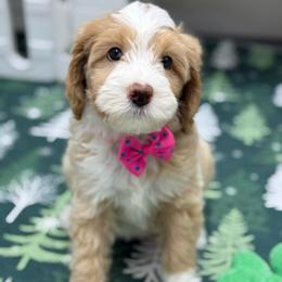 Pink-nellie - Red female Bernedoodle puppy in Yuciapa, California from AlltheDoodlez_