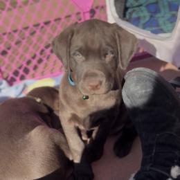 Barnaby Thistle - Chocolate male Labrador Retriever puppy in Longmont, Colorado from Cornwell Labradors