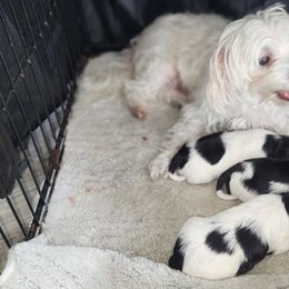 Morkie Puppies from My Precious Pups