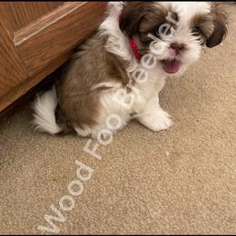 Shih Tzu Puppies from Wood Foo Breeders