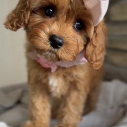 Bernedoodle, Cavapoo, and Goldendoodle Puppies from Blackberry Farm Puppies