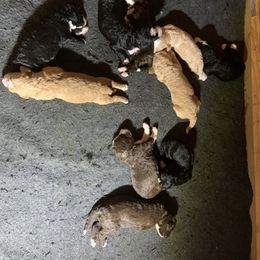 Bernedoodle, German Shepherd, and Labradoodle Puppies from ElaGant Acres