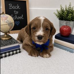 Little blue - Apricot male Cavapoo puppy in Waskom, Texas from Pearls & Curls doodles & poodles