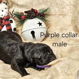 Boy 3 - German Shepherd puppy from Dunkelheit zu Licht German Shepherd K9