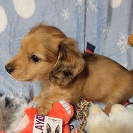 Raleigh. (MH Dapple) - Dapple male Dachshund puppy in Terlton, Oklahoma from CLARK'S BREEDING PROGRAM