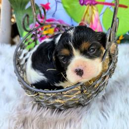 Megan - Tri-color female Cavalier King Charles Spaniel puppy in Charity, Missouri from Missouri. Cavaliers