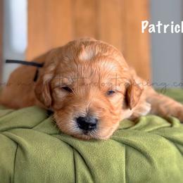 Patrick - Apricot male Goldendoodle puppy in Lancaster, Minnesota from North Star Dog Training