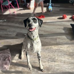 Dalmatian Puppies from Hallmark Dalmatians;