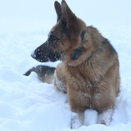 German Shepherds and Labrador Retrievers from Point to Point West