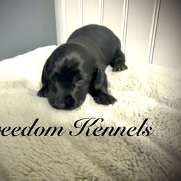 Dachshund Puppies from Queen Bee Doxies