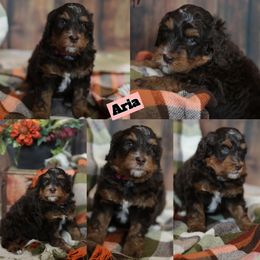 Aria - Blue merle female Bernedoodle puppy in Sioux Falls, South Dakota from Dolly's Doodles