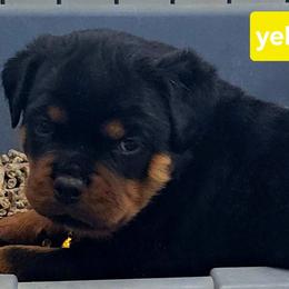 Yellow girl - Black and mahogany female Rottweiler puppy in Lake City, Florida from Haus Der Wut Kennels