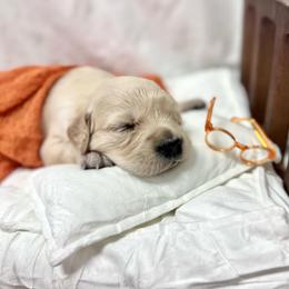Miss Dream - Light golden female Golden Retriever puppy in Midlothian, Texas from Brightest Days