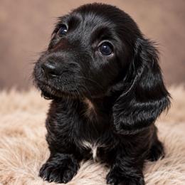 Bill - Black male Dachshund puppy in Greenup, Kentucky from Tygart Creek Dachshunds