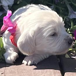 Snow White - Cream female Dachshund puppy in Paris, Texas from Michel Creek Kennel