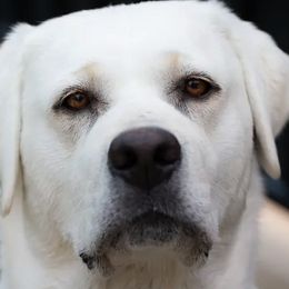 Labrador Retrievers from Willshire White Labradors