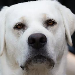 Labrador Retrievers from Willshire White Labradors