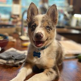 Border Collie Puppies from Nine Peaks Border Collies