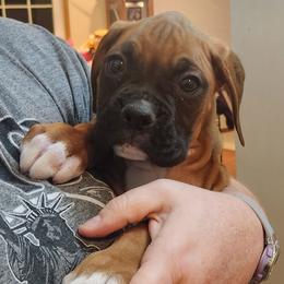 Bertha - Fawn female Boxer puppy in Toledo, Ohio from Julie Wilmore Olympic Boxers
