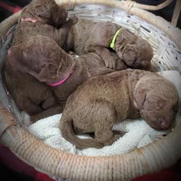 Chesapeake Bay Retriever Puppies from Shore Acres Chesapeakes