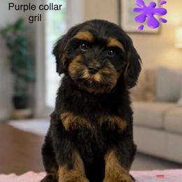 Purple girl - Tri-color female Australian Labradoodle puppy in Anderson, California from Shaggy Doodles