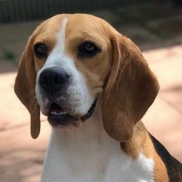 LILY - Beagle
