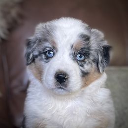 Australian Shepherd Puppies from DeVos Australian Shepherds