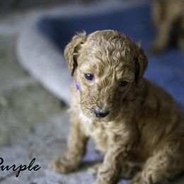 Purple Collar - Red  female Poodle puppy in Cleveland, Texas from Mayday Quality Poodles