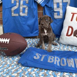 Great Dane Puppies from Green’s Great Danes