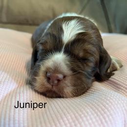 Juniper - Tri-Roan female English Springer Spaniel puppy in Nine Mile Falls, Washington from Sue's Springers