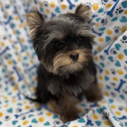 Meeko - Black and tan male Yorkshire Terrier puppy in Lebanon, Kentucky from Mosaic Merle Doodles
