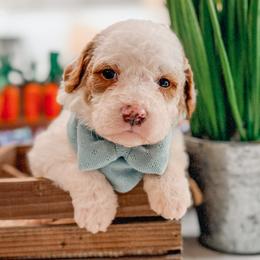 Tyler - Parti male Goldendoodle puppy in Iola, Texas from Supreme Doodles of Texas