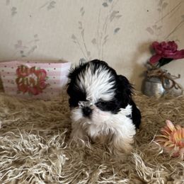 Siri - Black and white female Shih Tzu puppy in Hibbing, Minnesota from Iron Range Shih Tzu and Puppies