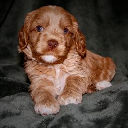 Biscotti - Caramel male Australian Labradoodle puppy in Stanwood, Washington from Victoria Creek Australian Labradoodles