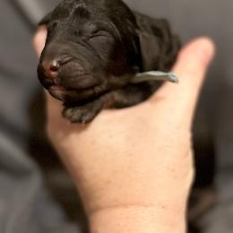 Jett - Phantom female Poodle puppy in Travelers Rest, South Carolina from Cotton Top