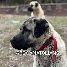 Tessa - Anatolian Shepherd Dog