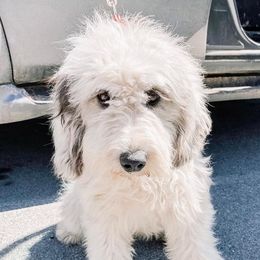 Aussiedoodles, Goldendoodles, Pembroke Welsh Corgis, and Sheepadoodles from The Puppy Stables