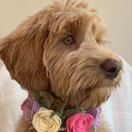 Luna  - Australian Labradoodle