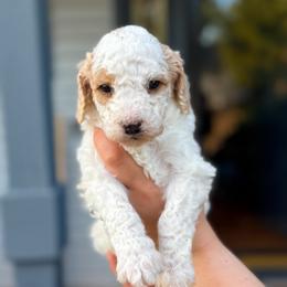 John - Parti male Goldendoodle puppy in Urbana, Illinois from ZaraDoodles