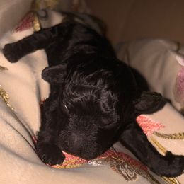 Tinsel - Black female Poodle puppy in El Sobrante, California from Mckendra's Legacy
